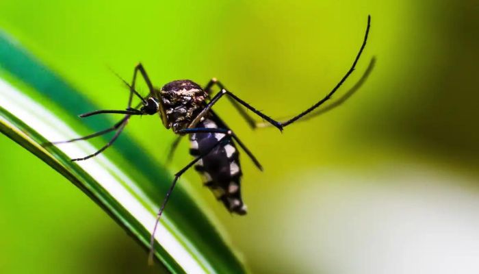 Brasil se aproxima de 6 milhões de casos e 4 mil mortes por dengue